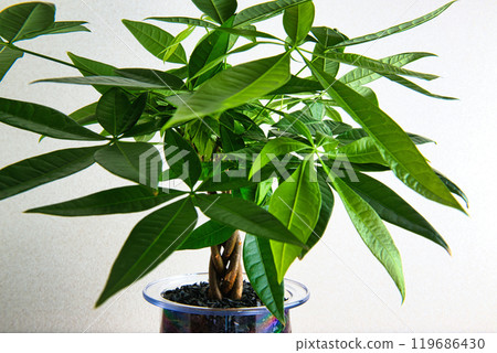 Houseplant Pachira Hydroculture White background 119686430