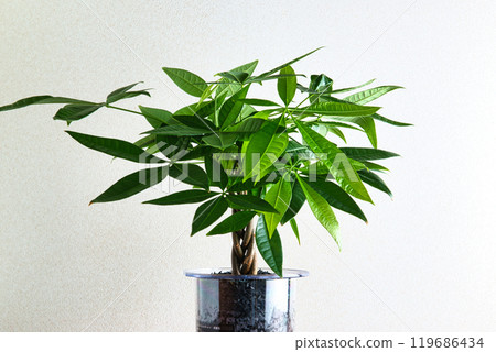 觀賞植物發財樹水耕白色背景 觀賞植物發財樹水耕白色背景 119686434