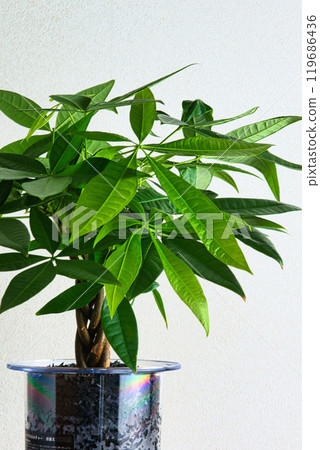 Houseplant Pachira Hydroculture White background 119686436