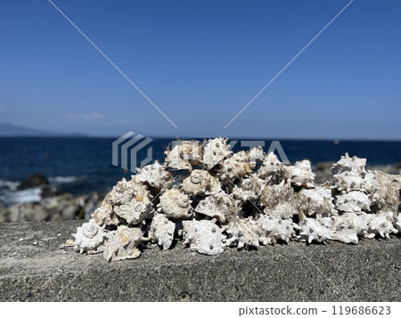 Turban shell Turban shell 119686623