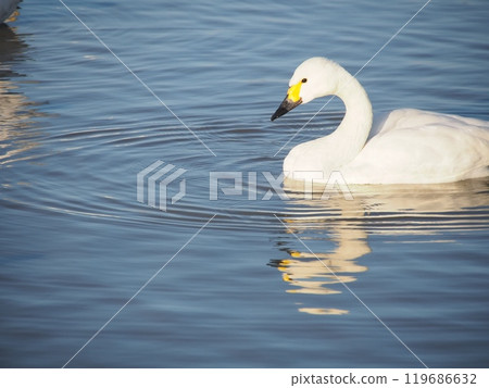 A Swan (with space) 119686632