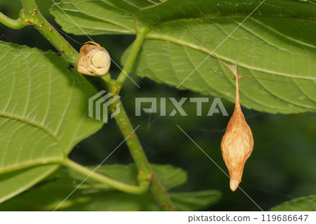 Otorino Fundamasi (female) and eggshell Otorino Fundamasi (female) and eggshell 119686647