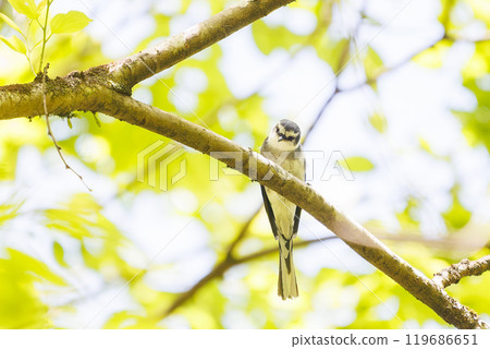 A beautiful Ryukyu nightingale (Coleoptera: Campephagidae) singing amongst the fresh greenery at the ruins of Hachioji Castle, Hachioji City, 2024 119686651