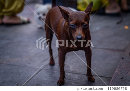 越南暮光犬 119686738