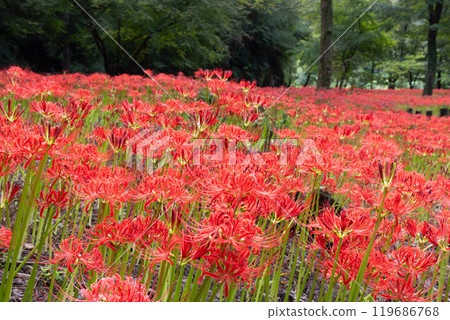 Yagihara, Kurohone-cho, Kiryu City, Gunma Prefecture: Clusters of red spider lilies in full bloom at Yagihara Village, a famous spot for red spider lilies along the Watarase River 119686768