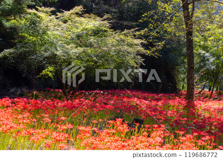 Yagihara, Kurohone-cho, Kiryu City, Gunma Prefecture: Clusters of red spider lilies in full bloom at Yagihara Village, a famous spot for red spider lilies along the Watarase River 119686772