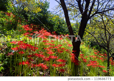 Yagihara, Kurohone-cho, Kiryu City, Gunma Prefecture: Clusters of red spider lilies in full bloom at Yagihara Village, a famous spot for red spider lilies along the Watarase River Yagihara, Kurohone-cho, Kiryu City, Gunma Prefecture: Clusters of red spider lilies in full bloom at Yagihara Village, a famous spot for red spider lilies along the Watarase River 119686773
