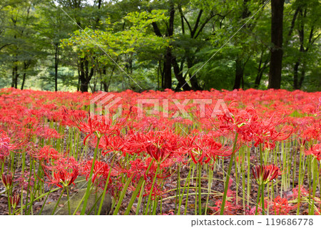 Yagihara, Kurohone-cho, Kiryu City, Gunma Prefecture: Clusters of red spider lilies in full bloom at Yagihara Village, a famous spot for red spider lilies along the Watarase River 119686778