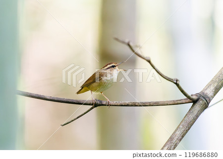 A cute bush warbler (family: Bush Warbler) singing loudly and mysteriously in a high-pitched voice deep in the bamboo grove. Hachioji Castle Ruins, May 2024 119686880