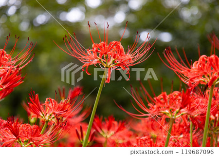 群馬縣桐生市黑根町八木原渡良瀨川沿岸的蜘蛛百合名勝八木原之鄉，曼珠莎花盛開的特寫 119687096