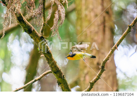 A cute Narcissus flycatcher (family: Flycatcher) taking off amidst fresh greenery. Hachioji Castle ruins, Hachioji City, Tokyo. Photographed in May 2024. A cute Narcissus flycatcher (family: Flycatcher) taking off amidst fresh greenery. Hachioji Castle ruins, Hachioji City, Tokyo. Photographed in May 2024. 119687104