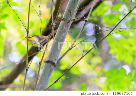 A cute Narcissus flycatcher (family: Flycatcher) taking off amidst fresh greenery. Hachioji Castle ruins, Hachioji City, Tokyo. Photographed in May 2024. A cute Narcissus flycatcher (family: Flycatcher) taking off amidst fresh greenery. Hachioji Castle ruins, Hachioji City, Tokyo. Photographed in May 2024. 119687105