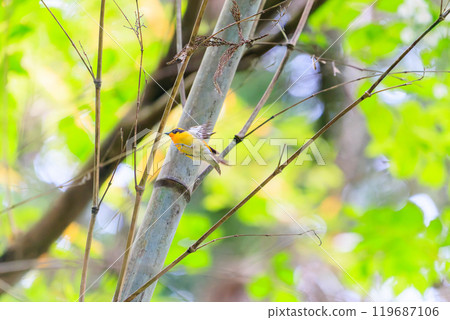 A cute Narcissus flycatcher (family: Flycatcher) taking off amidst fresh greenery. Hachioji Castle ruins, Hachioji City, Tokyo. Photographed in May 2024. A cute Narcissus flycatcher (family: Flycatcher) taking off amidst fresh greenery. Hachioji Castle ruins, Hachioji City, Tokyo. Photographed in May 2024. 119687106