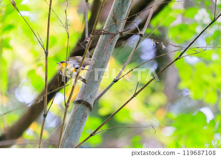 A cute Narcissus flycatcher (family: Flycatcher) taking off amidst fresh greenery. Hachioji Castle ruins, Hachioji City, Tokyo. Photographed in May 2024. 119687108