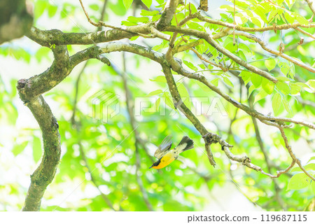 A cute Narcissus flycatcher (family: Flycatcher) taking off amidst fresh greenery. Hachioji Castle ruins, Hachioji City, Tokyo. Photographed in May 2024. A cute Narcissus flycatcher (family: Flycatcher) taking off amidst fresh greenery. Hachioji Castle ruins, Hachioji City, Tokyo. Photographed in May 2024. 119687115