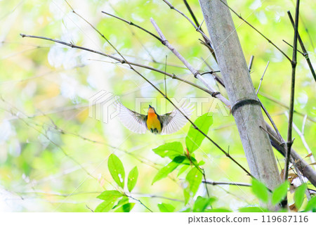 A cute Narcissus flycatcher (family: Flycatcher) taking off amidst fresh greenery. Hachioji Castle ruins, Hachioji City, Tokyo. Photographed in May 2024. A cute Narcissus flycatcher (family: Flycatcher) taking off amidst fresh greenery. Hachioji Castle ruins, Hachioji City, Tokyo. Photographed in May 2024. 119687116