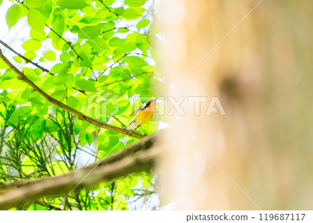 一隻可愛的鶲在新鮮的綠色植物中飛行,東京八王子市。 一隻可愛的鶲在新鮮的綠色植物中飛行,東京八王子市。 119687117