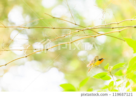 一隻可愛的鶲在新鮮的綠色植物中飛行，東京八王子市。 119687121