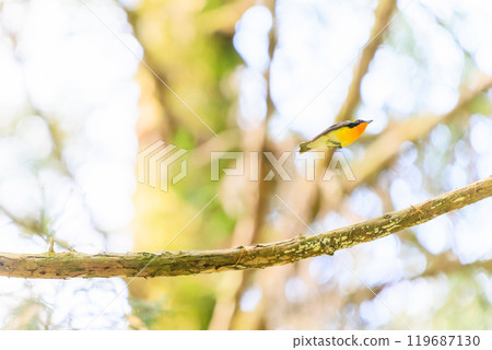 一隻可愛的鶲在新鮮的綠色植物中飛行，東京八王子市。 119687130