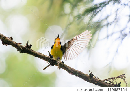 A cute Narcissus flycatcher (family: Flycatcher) taking off amidst fresh greenery. Hachioji Castle ruins, Hachioji City, Tokyo. Photographed in May 2024. A cute Narcissus flycatcher (family: Flycatcher) taking off amidst fresh greenery. Hachioji Castle ruins, Hachioji City, Tokyo. Photographed in May 2024. 119687134