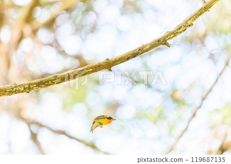 A cute Narcissus flycatcher (family: Flycatcher) taking off amidst fresh greenery. Hachioji Castle ruins, Hachioji City, Tokyo. Photographed in May 2024. A cute Narcissus flycatcher (family: Flycatcher) taking off amidst fresh greenery. Hachioji Castle ruins, Hachioji City, Tokyo. Photographed in May 2024. 119687135