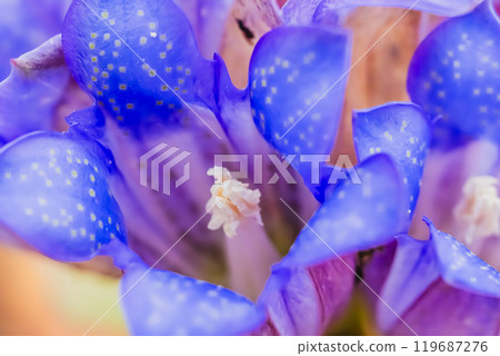 龍膽花 龍膽花 119687276