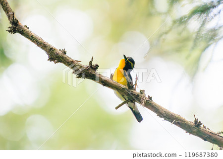 A cute Narcissus flycatcher (family: Flycatcher) preening its feathers amid the fresh greenery. Hachioji Castle ruins, Hachioji City, Tokyo. Photographed in May 2024. 119687380