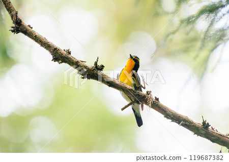A cute Narcissus flycatcher (family: Flycatcher) preening its feathers amid the fresh greenery. Hachioji Castle ruins, Hachioji City, Tokyo. Photographed in May 2024. A cute Narcissus flycatcher (family: Flycatcher) preening its feathers amid the fresh greenery. Hachioji Castle ruins, Hachioji City, Tokyo. Photographed in May 2024. 119687382