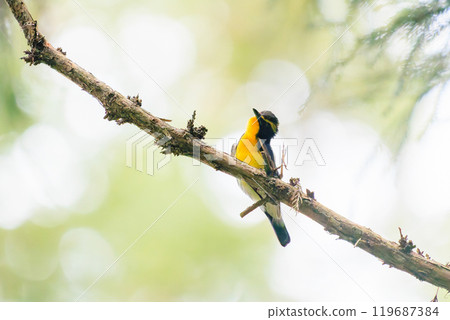 A cute Narcissus flycatcher (family: Flycatcher) preening its feathers amid the fresh greenery. Hachioji Castle ruins, Hachioji City, Tokyo. Photographed in May 2024. 119687384