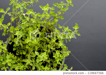 Fresh oregano on dark background. Fresh oregano on dark background. 119687388
