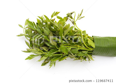 Green leaves of water dropwort plant Green leaves of water dropwort plant 119687411