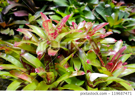 Bromeliad in the garden. Colorful plant leaves Bromeliad in the garden. Colorful plant leaves 119687471