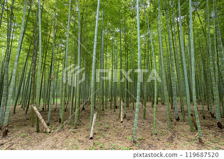 Young Take Forest, Utsunomiya City, Tochigi Prefecture Young Take Forest, Utsunomiya City, Tochigi Prefecture 119687520