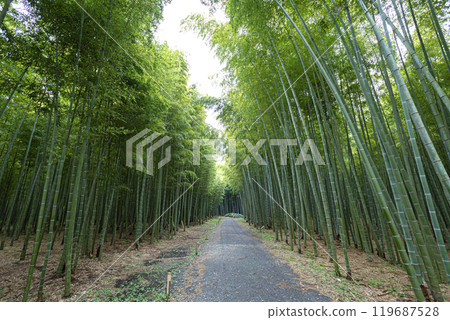 Young Take Forest, Utsunomiya City, Tochigi Prefecture 119687528