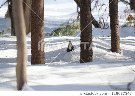 Hokkaido squirrel living in the winter forest 119687542
