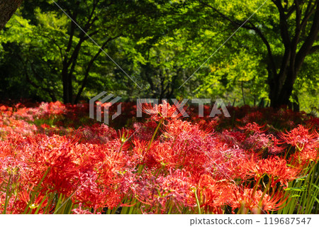 群馬縣桐生市黑根町八木原渡良瀨川沿岸的八木原之鄉，紅蜘蛛百合和綠楓盛開 119687547