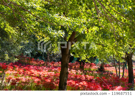 Yagihara, Kurohone-cho, Kiryu City, Gunma Prefecture: Full-blooming clusters of spider lilies and green maples in Yagihara Village, a famous spot for viewing spider lilies along the Watarase River 119687551