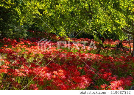 群馬縣桐生市黑根町八木原渡良瀨川沿岸的八木原之鄉,紅蜘蛛百合和綠楓盛開 群馬縣桐生市黑根町八木原渡良瀨川沿岸的八木原之鄉,紅蜘蛛百合和綠楓盛開 119687552