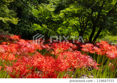 群馬縣桐生市黑根町八木原渡良瀨川沿岸的八木原之鄉，紅蜘蛛百合和綠楓盛開 119687555