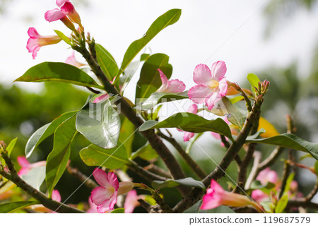 Adenium obesum tree with pink flowers. Green leaves 119687579