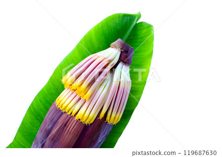 Blossom of banana tree, Banana flower 119687630