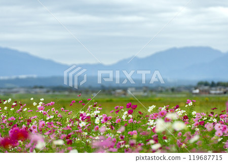 Cosmos field scene Cosmos field scene 119687715