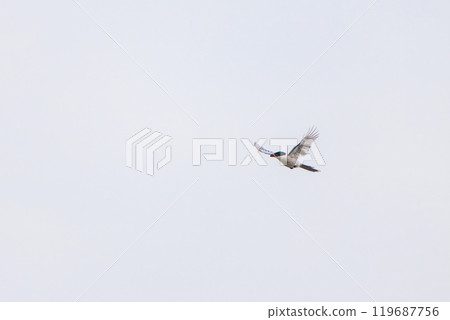 飛行中的美麗長尾山雀(Corvidae) 東京八王子市八王子城遺址 拍攝於 2024 年 5 月 飛行中的美麗長尾山雀(Corvidae) 東京八王子市八王子城遺址 拍攝於 2024 年 5 月 119687756