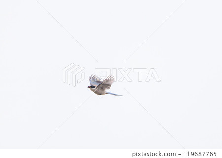A beautiful Blue-and-white Magpie (Crow family) flying in the sky. Hachioji Castle ruins, Hachioji City, Tokyo. Photographed in May 2024. 119687765