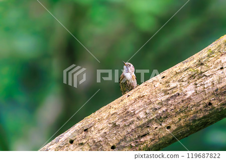 A cute Japanese Pygmy Woodpecker (Picidae) taking off. Hachioji Castle Ruins, Hachioji City, Tokyo. Photographed in May 2024. A cute Japanese Pygmy Woodpecker (Picidae) taking off. Hachioji Castle Ruins, Hachioji City, Tokyo. Photographed in May 2024. 119687822