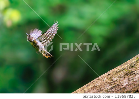 A cute Japanese Pygmy Woodpecker (Picidae) taking off. Hachioji Castle Ruins, Hachioji City, Tokyo. Photographed in May 2024. 119687823