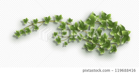 Ivy vine with lush green leaves. Hedera trailing branch Ivy vine with lush green leaves. Hedera trailing branch 119688416
