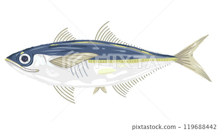 阿吉（竹莢魚） 119688442