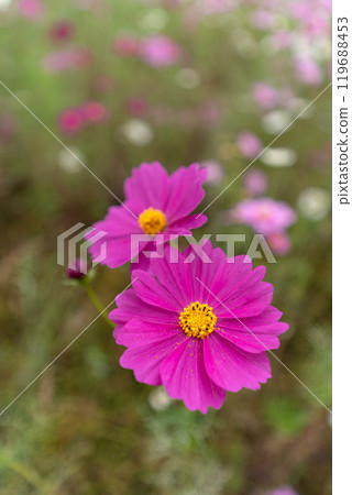Close-up of cosmos petals 119688453