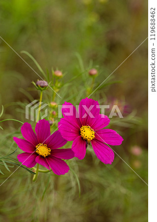 Close-up of cosmos petals 119688462